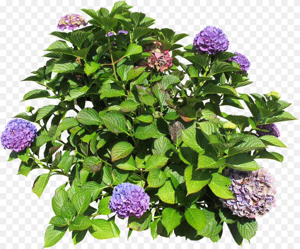 Hydrangea Bush Askl Saks Modelleri Png