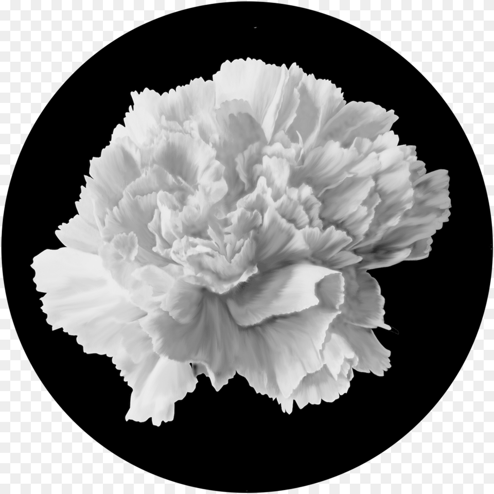 Hydrangea Carnation, Flower, Plant Png Image