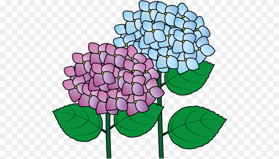 Hydrangea Clip Art Clipart Hydrangea, Dahlia, Flower, Plant, Leaf Png