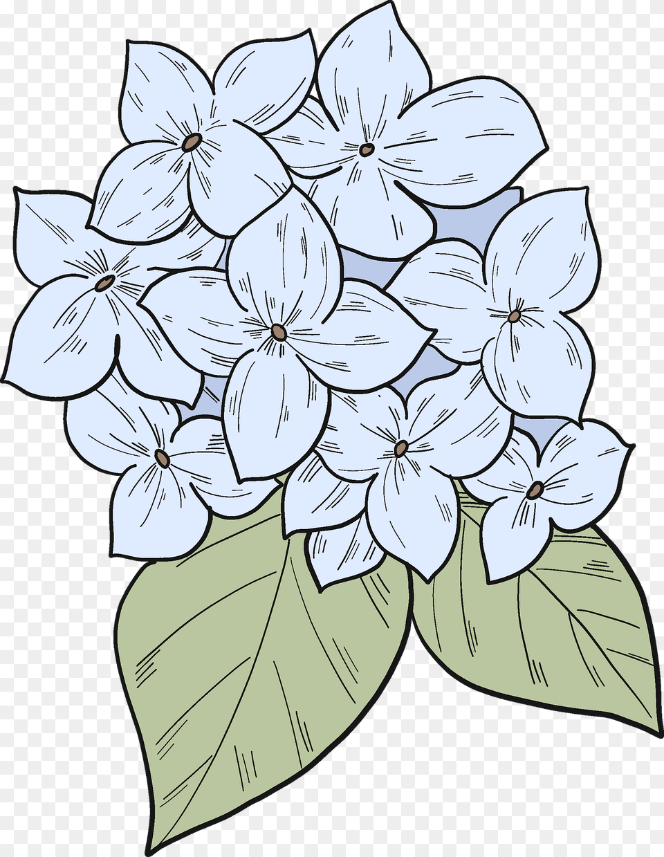 Hydrangea Clipart, Art, Pattern, Graphics, Floral Design Free Png Download