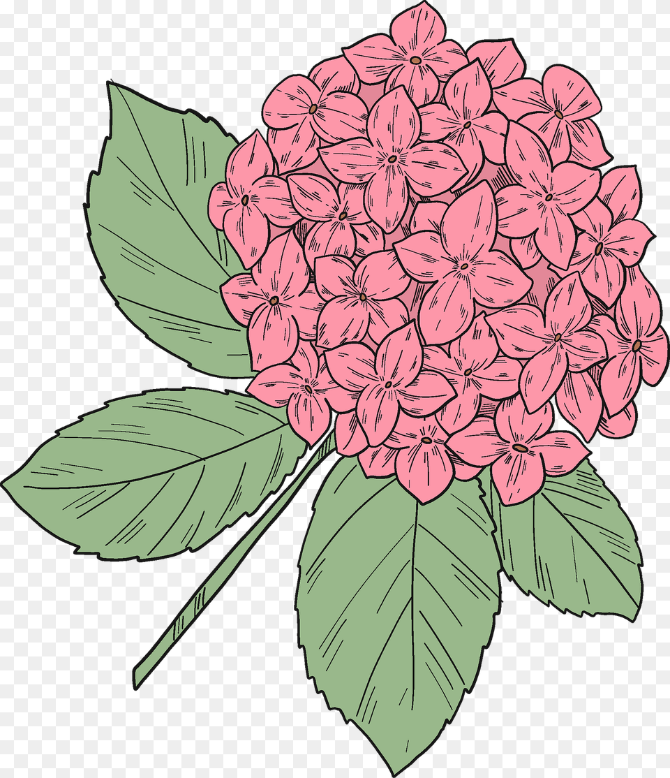 Hydrangea Clipart, Dahlia, Flower, Plant, Leaf Free Png Download