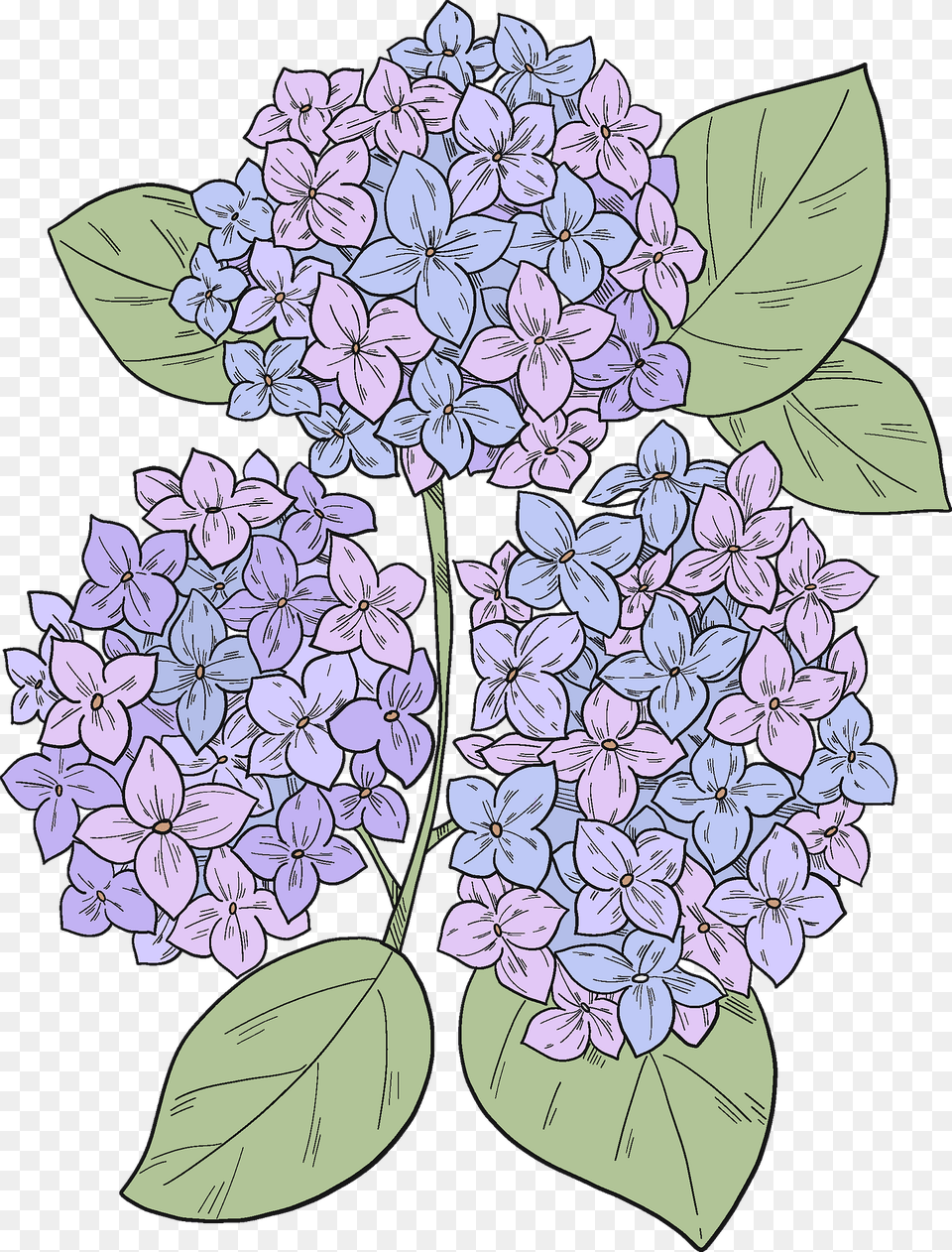 Hydrangea Clipart, Flower, Plant, Lilac Png Image