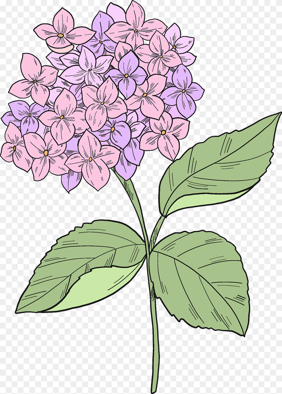Hydrangea Clipart, Flower, Plant, Dahlia, Lilac Png Image
