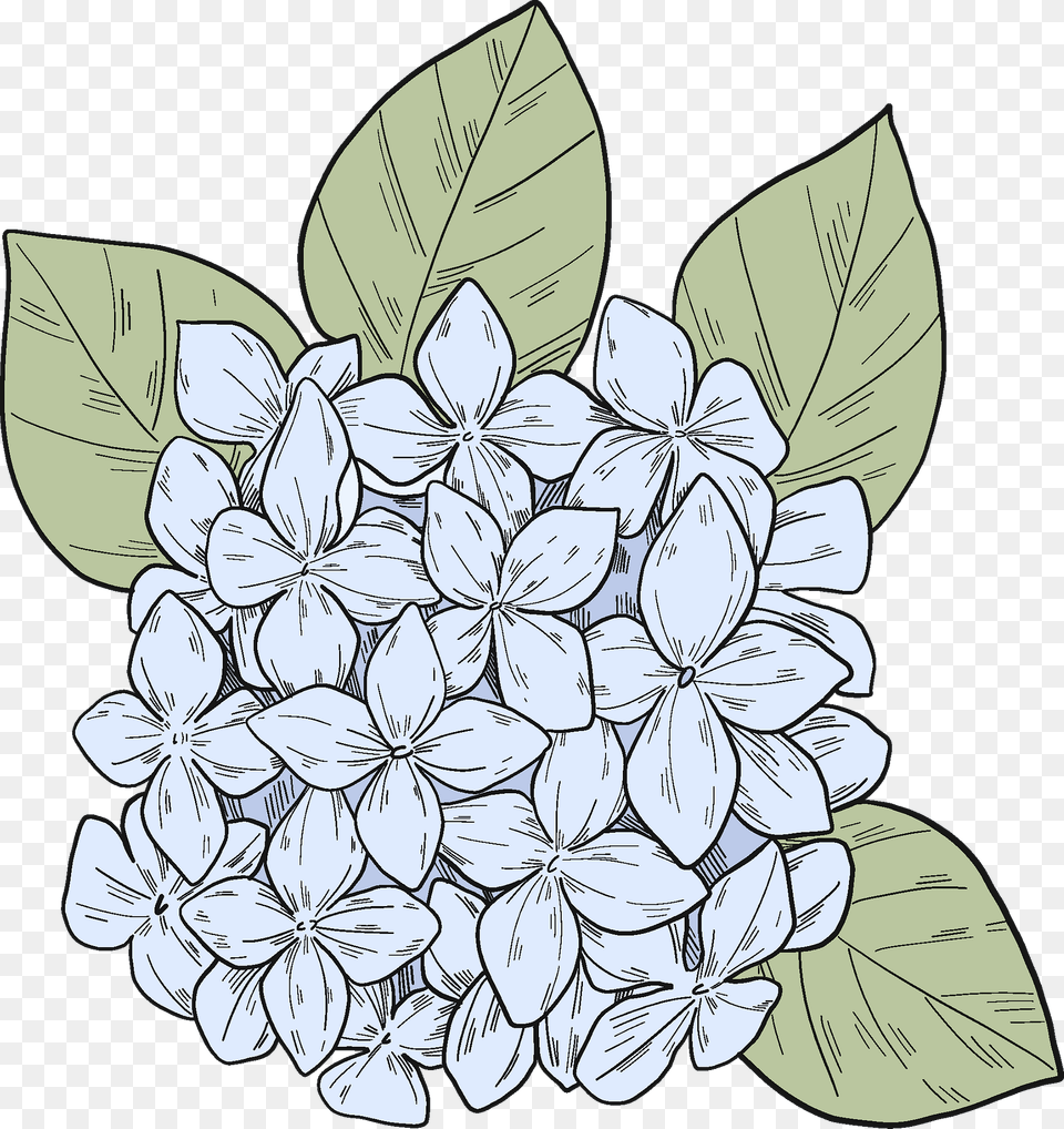 Hydrangea Clipart, Art, Leaf, Plant, Flower Free Transparent Png