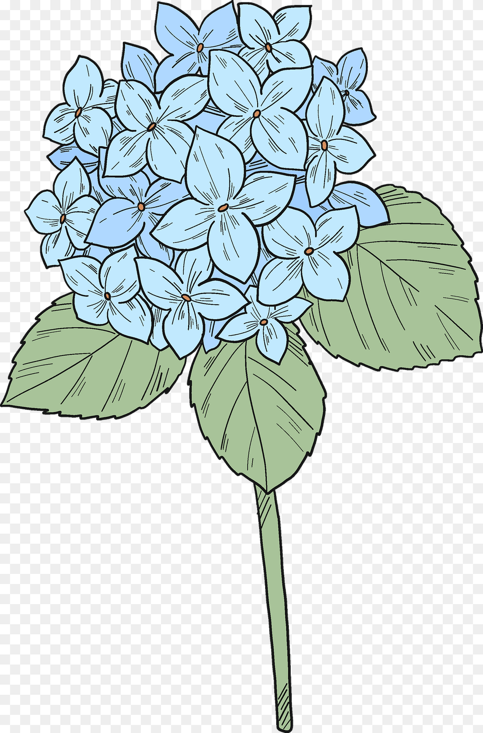 Hydrangea Clipart, Art, Drawing, Flower, Plant Free Png
