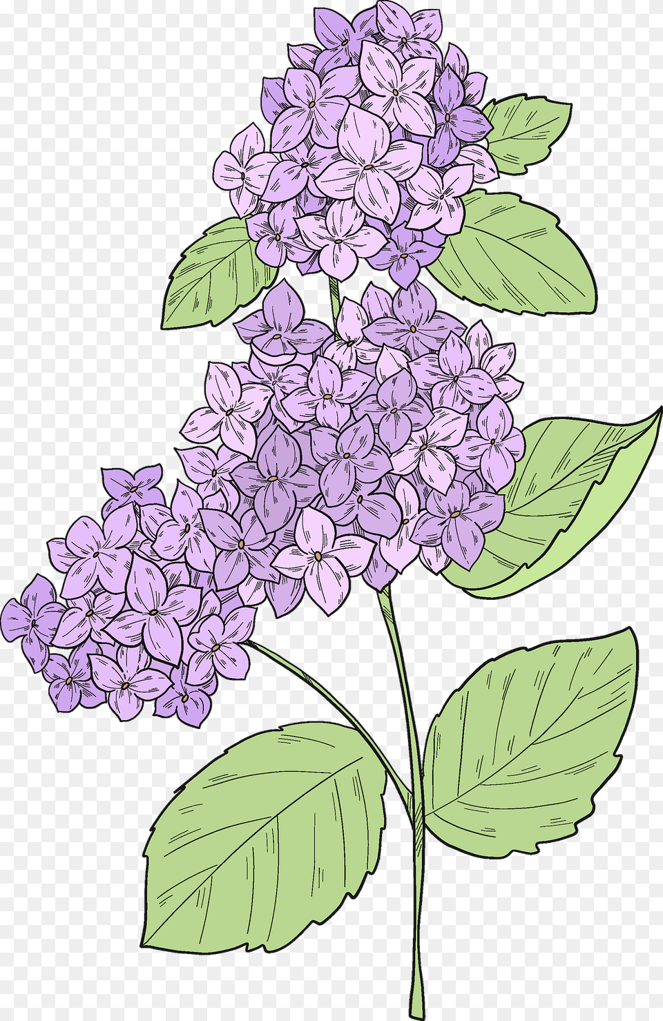 Hydrangea Clipart, Flower, Plant, Lilac Png Image