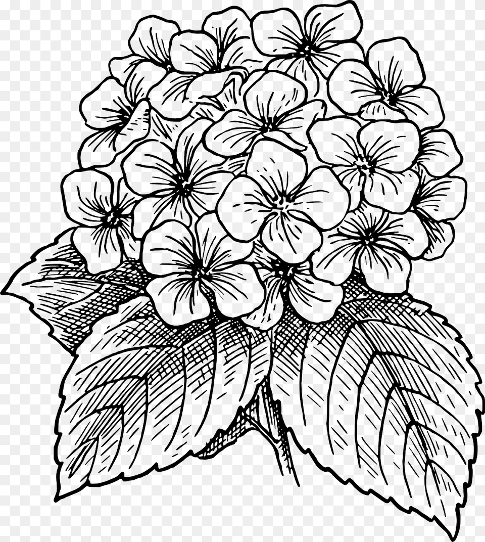 Hydrangea Clipart Black And White, Art, Drawing Free Png Download
