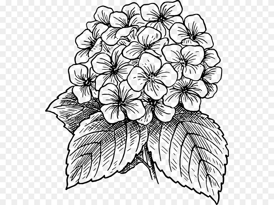 Hydrangea Clipart Black And White, Gray Png Image