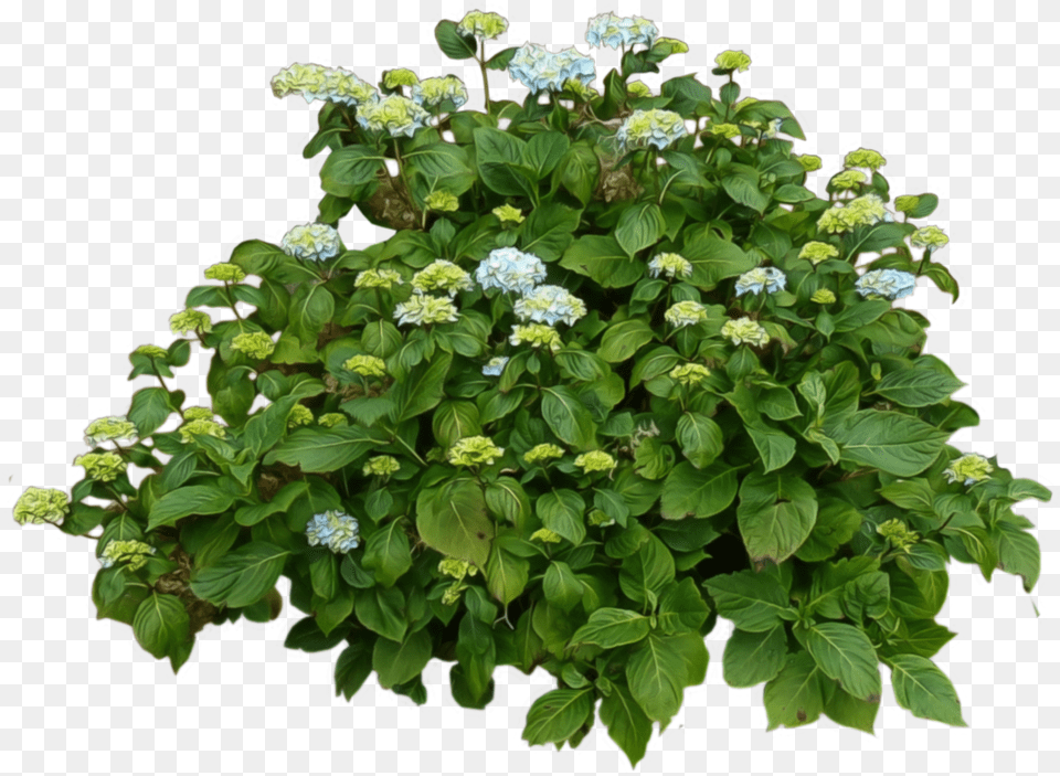 Hydrangea Clipart Bush Lantana White Flower, Herbal, Plant, Leaf, Herbs Free Transparent Png