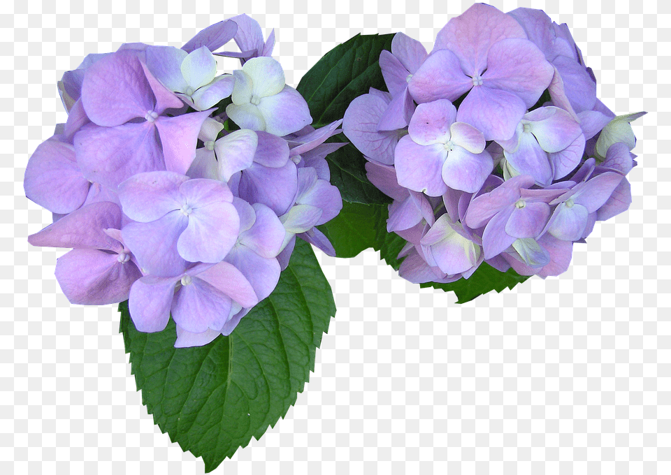 Hydrangea Clipart Cartoon Mauve Flowers, Flower, Geranium, Plant, Petal Png Image