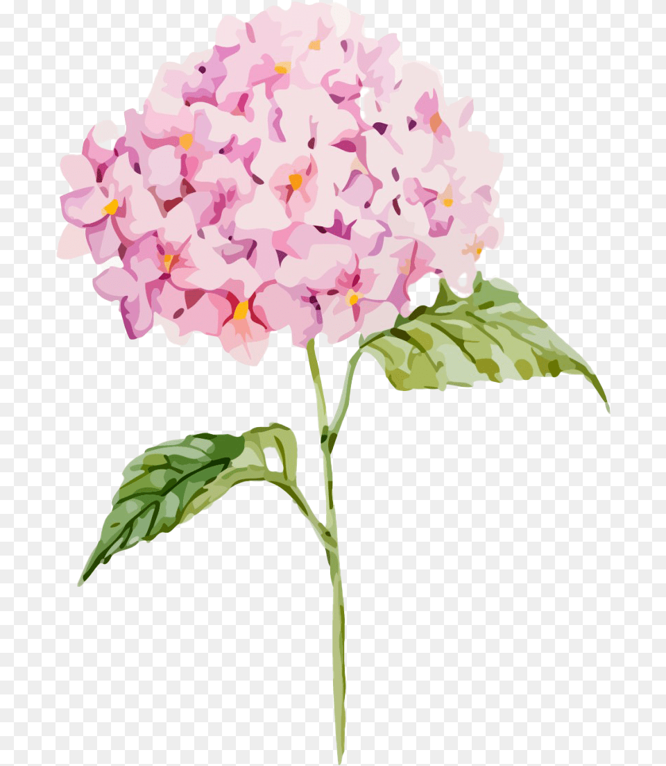 Hydrangea Clipart Clipart Hydrangea, Flower, Geranium, Petal, Plant Png
