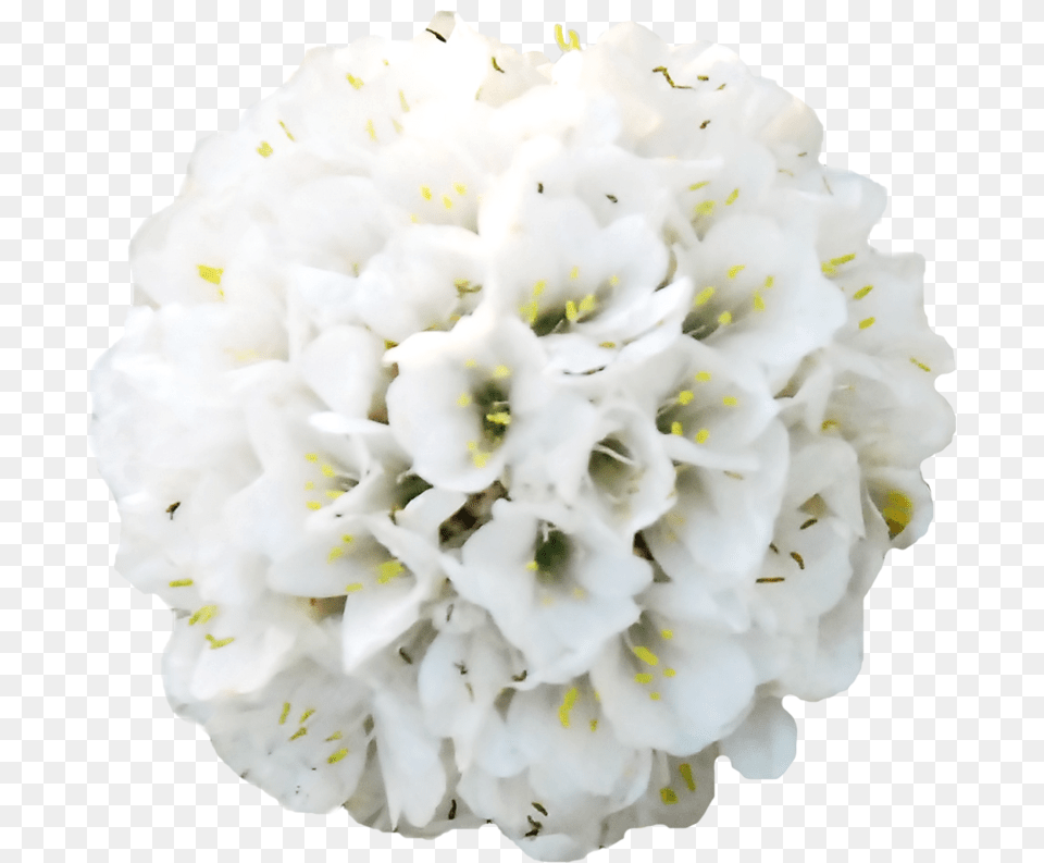 Hydrangea Clipart High Resolution Neotinea Ustulata, Flower, Flower Arrangement, Flower Bouquet, Petal Png