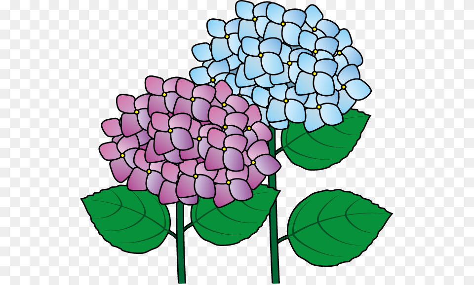 Hydrangea Clipart Look, Dahlia, Plant, Flower, Leaf Png Image