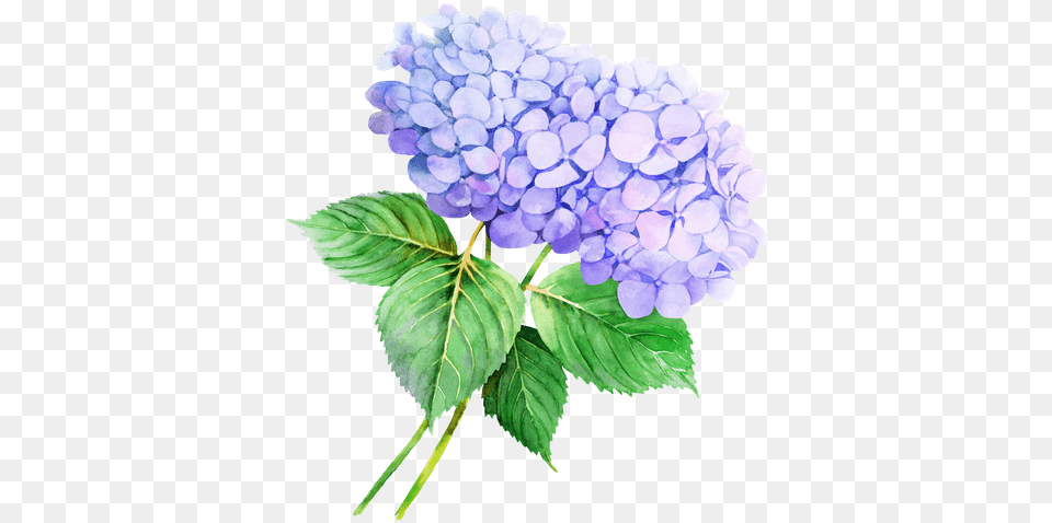 Hydrangea Flower Drawing Hydrangea Flower Watercolor, Leaf, Plant, Geranium Free Png Download