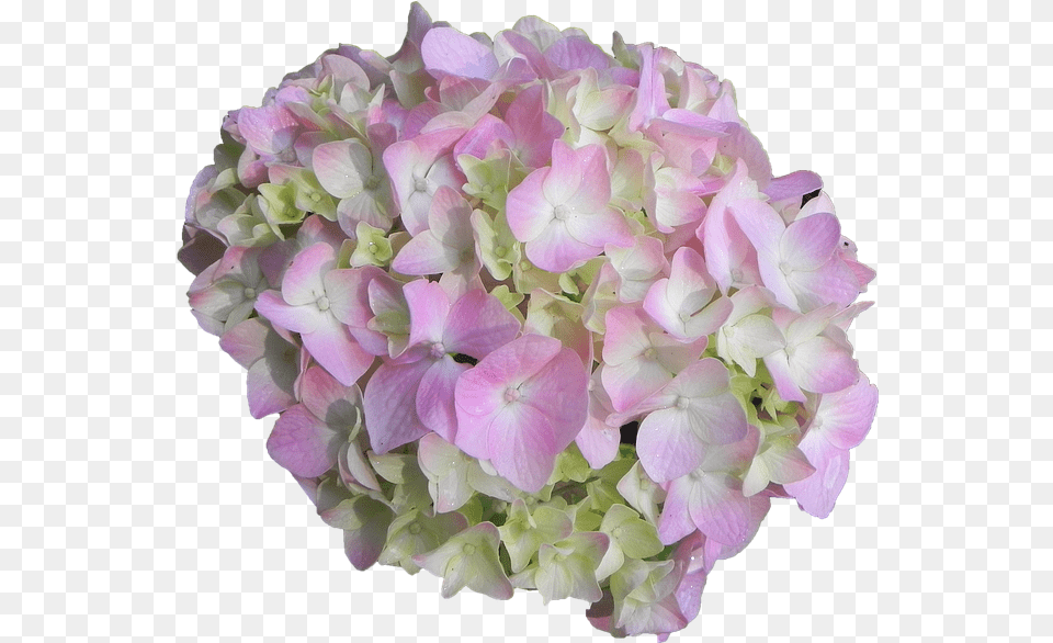 Hydrangea Flower Pink Hydrangea Flower, Flower Arrangement, Flower Bouquet, Geranium, Petal Free Png Download