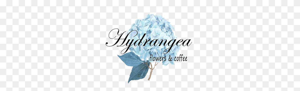 Hydrangea Flowers Coffee Wine Bar, Art, Pattern, Ice, Graphics Free Png Download