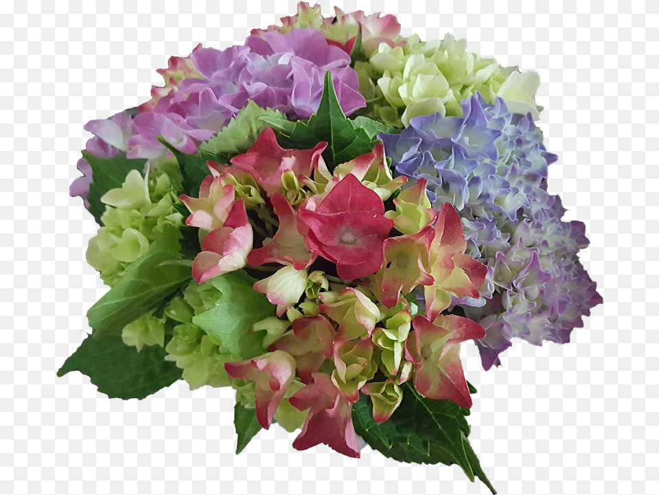 Hydrangea Flowers Garden Plant Bouquet, Art, Flower, Flower Arrangement, Flower Bouquet Free Png Download