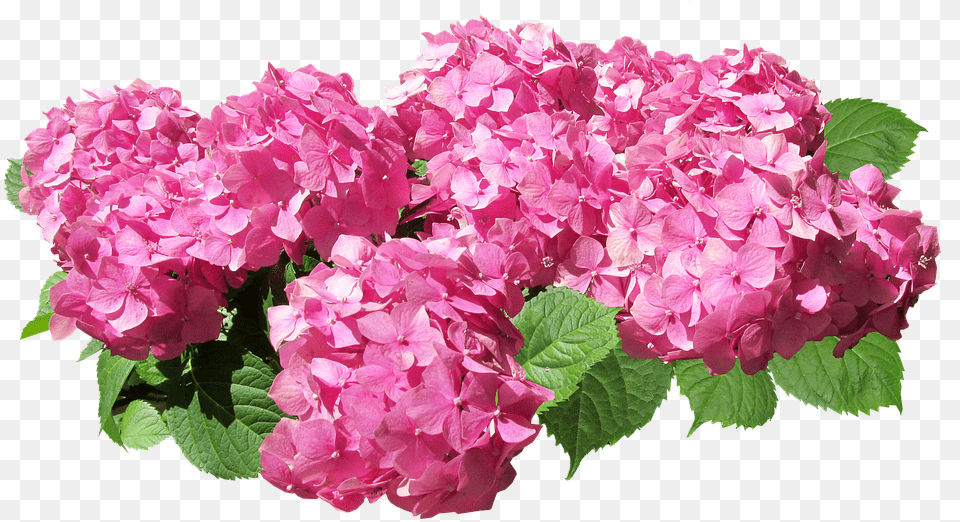 Hydrangea Flowers Pink Cut Pink Hydrangea, Flower, Geranium, Petal, Plant Free Png Download