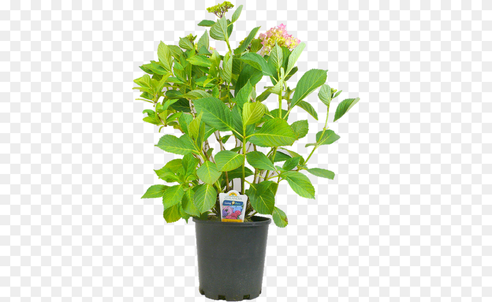 Hydrangea Hydrangea Macrophylla Flowerpot, Flower, Flower Arrangement, Leaf, Plant Png Image