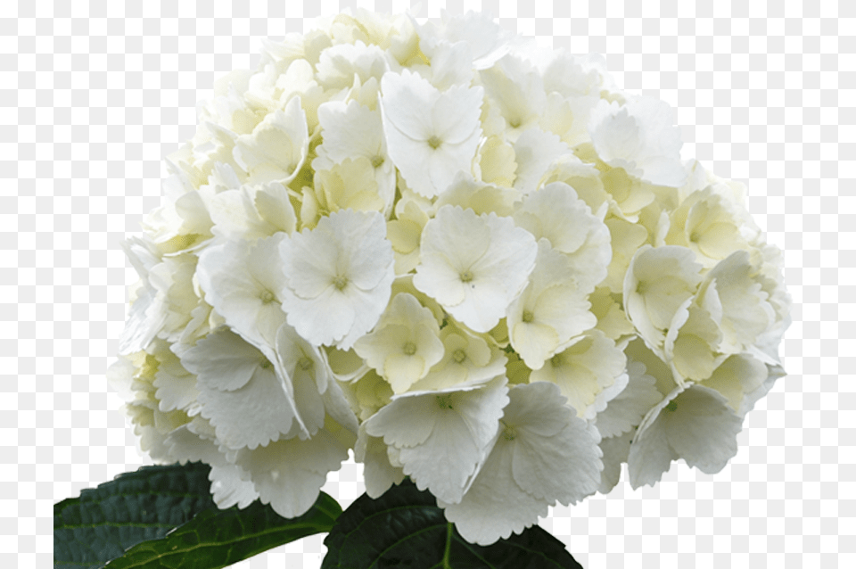 Hydrangea Jumbo White Transparent U0026 Clipart Free White Hydrangea Flower, Flower Arrangement, Flower Bouquet, Geranium, Plant Png Image