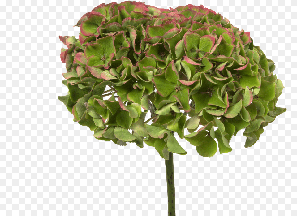 Hydrangea Magical Opal Red Classic Maidenhair Tree, Flower, Geranium, Plant, Art Png Image