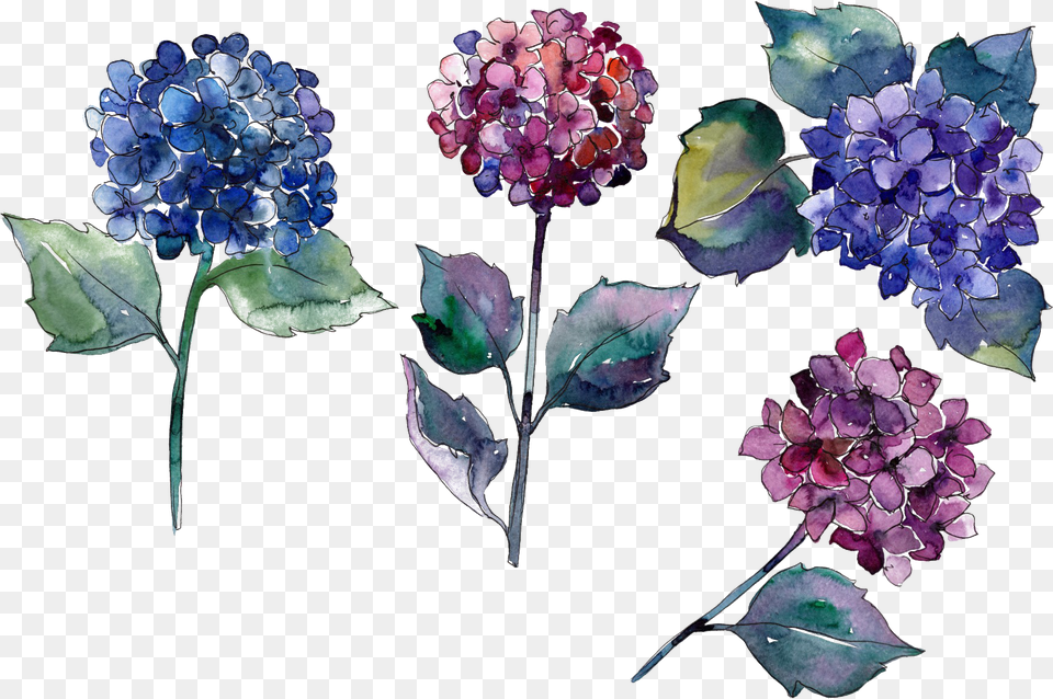 Hydrangea Photo Painted Flowers, Flower, Flower Arrangement, Flower Bouquet, Geranium Png