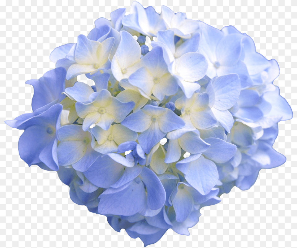 Hydrangea Pic Flower Hydrangea, Flower Arrangement, Flower Bouquet, Geranium, Petal Free Png Download