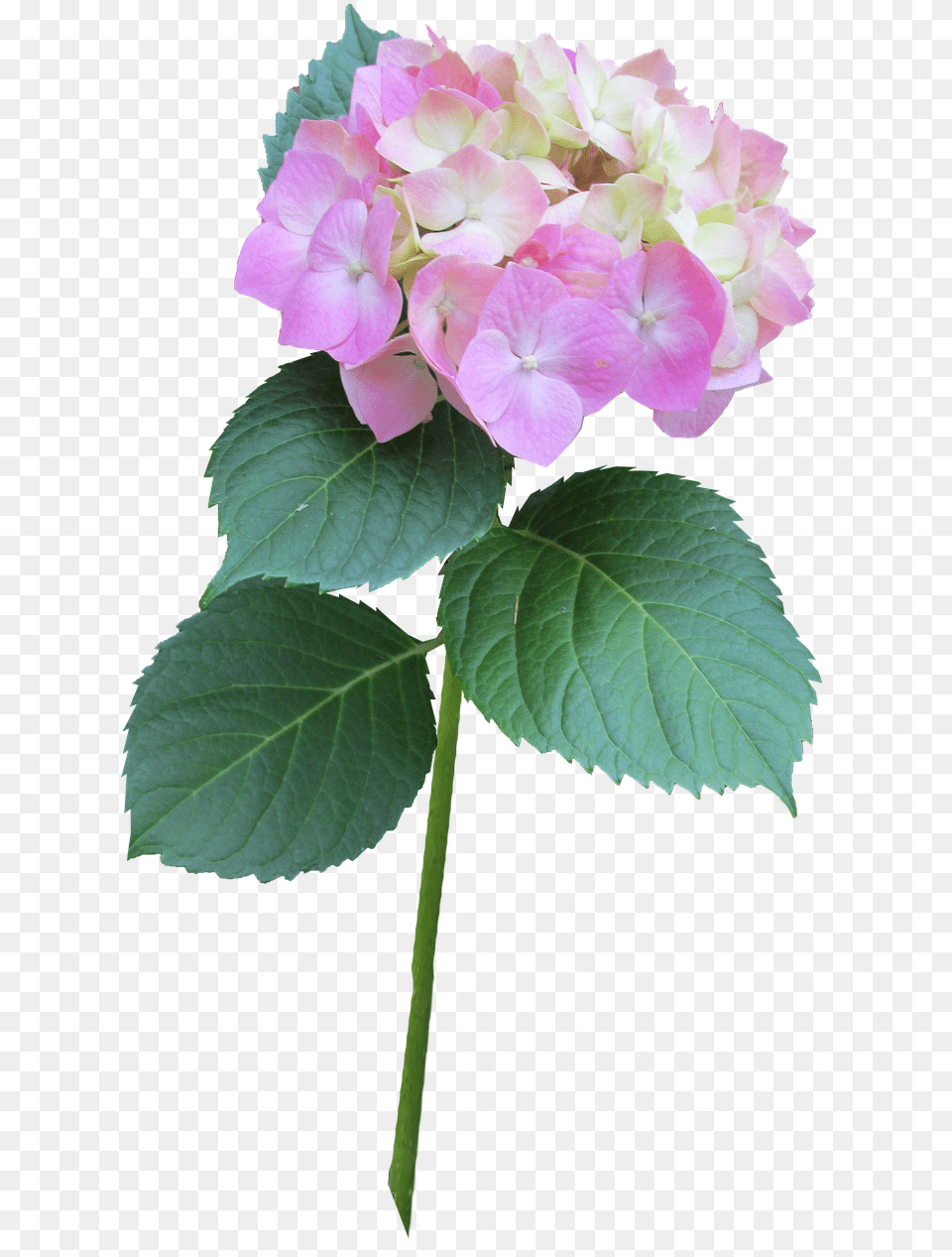 Hydrangea Pink Stem Hydrangea Serrata, Flower, Geranium, Plant, Flower Arrangement Png Image