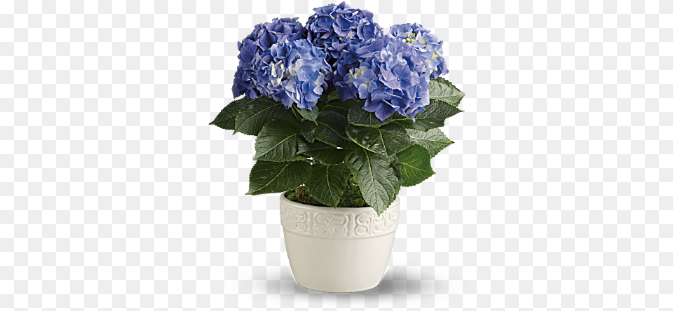 Hydrangea Potted, Flower, Flower Arrangement, Flower Bouquet, Geranium Free Transparent Png
