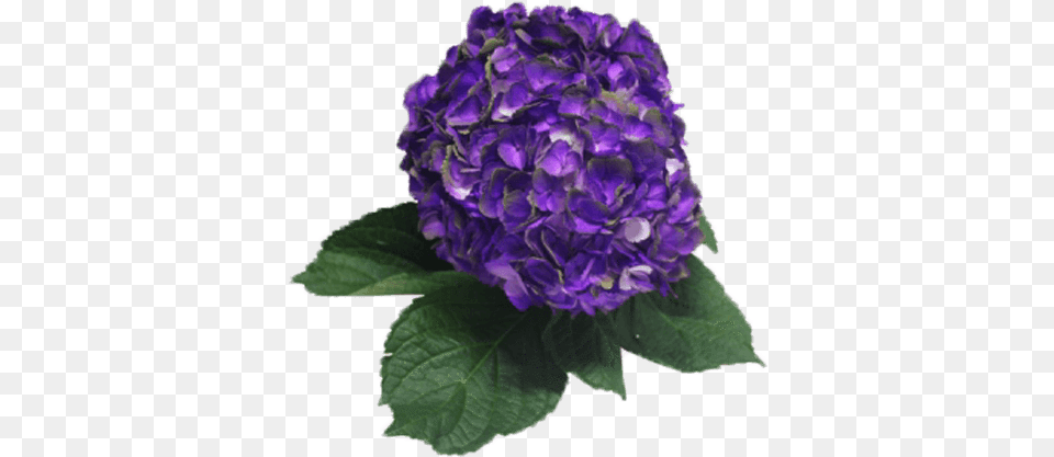 Hydrangea Purple, Flower, Geranium, Plant, Dahlia Free Png