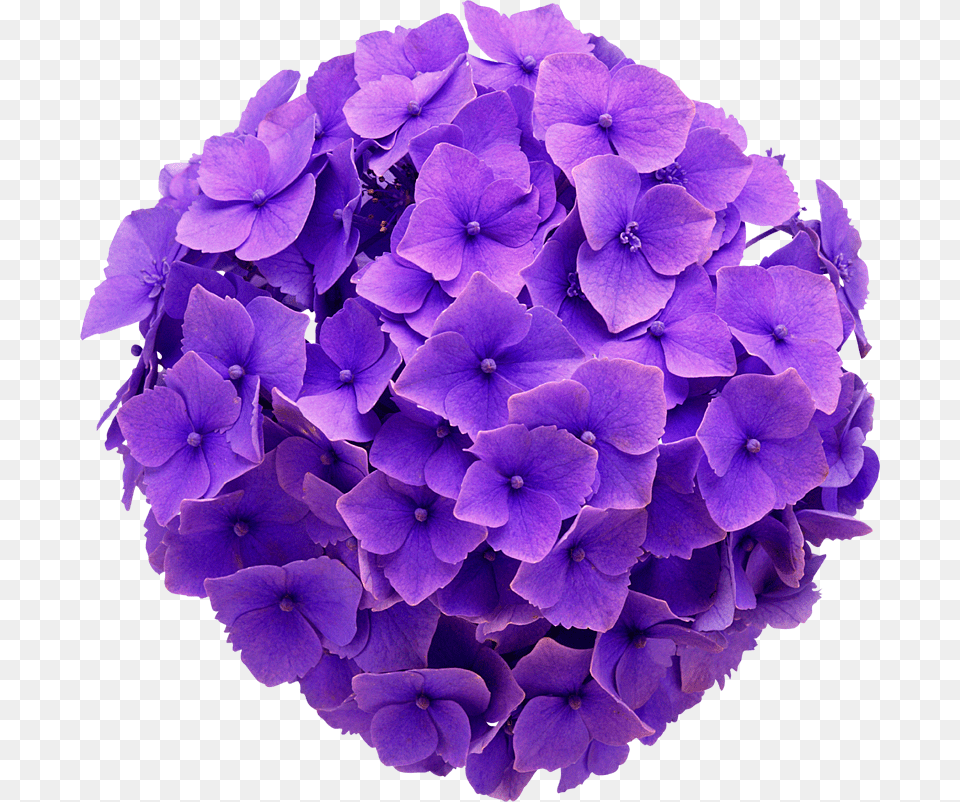 Hydrangea Real Flower Purple Cute Beautiful Freetoedit Hydrangea Flower Purple, Geranium, Plant, Flower Arrangement, Flower Bouquet Png Image