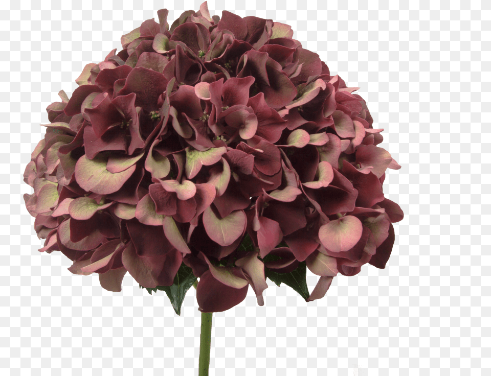 Hydrangea Ruby Red Classic Bouquet, Dahlia, Flower, Geranium, Plant Free Png Download