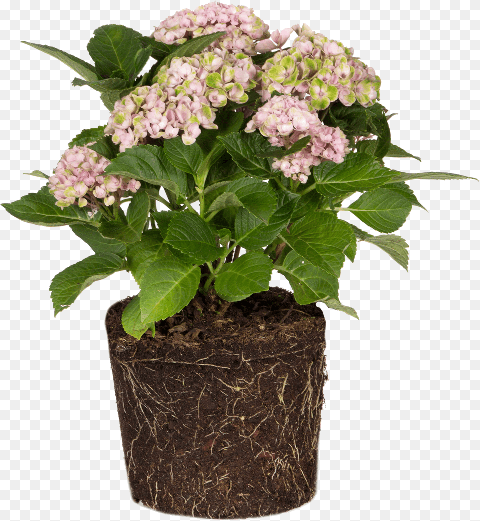 Hydrangea Small Mum Plants, Flower, Flower Arrangement, Flower Bouquet, Geranium Free Png