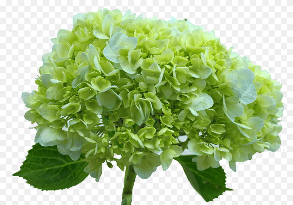 Hydrangea Transparent Green Green Hydrangea Flower Transparent, Plant, Geranium, Flower Arrangement, Flower Bouquet Png Image