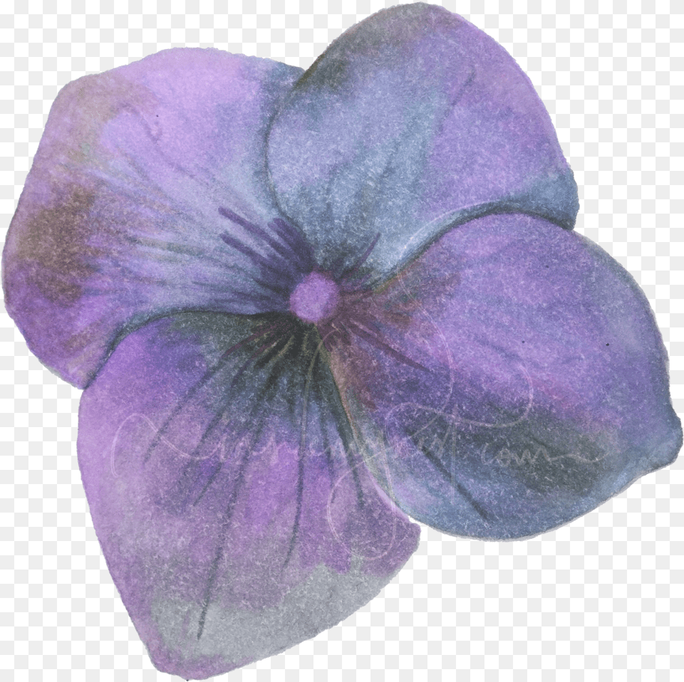 Hydrangea Transparent Hydrangea Petal, Anemone, Flower, Geranium, Plant Free Png Download
