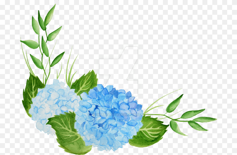 Hydrangea Watercolor, Art, Graphics, Flower, Plant Png