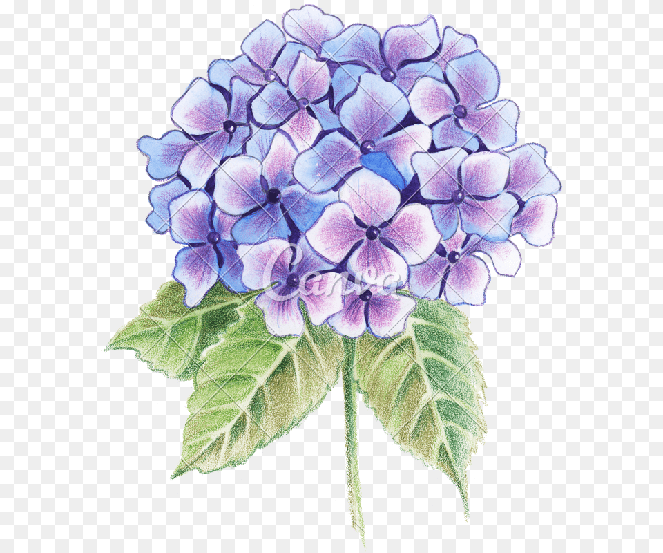 Hydrangea Watercolor Drawing Flowers For Watercolor, Dahlia, Flower, Geranium, Plant Free Transparent Png