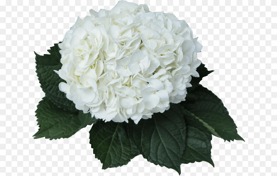 Hydrangea White Picture Hydrangea Flower White, Flower Arrangement, Flower Bouquet, Geranium, Plant Free Png