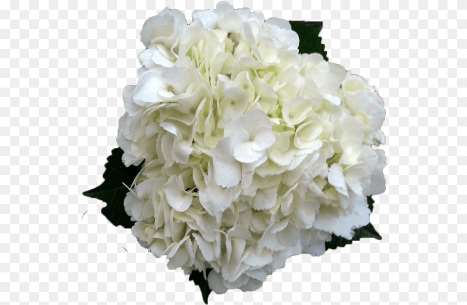 Hydrangea White Transparent White Hydrangea Flower, Flower Arrangement, Flower Bouquet, Plant, Carnation Png Image