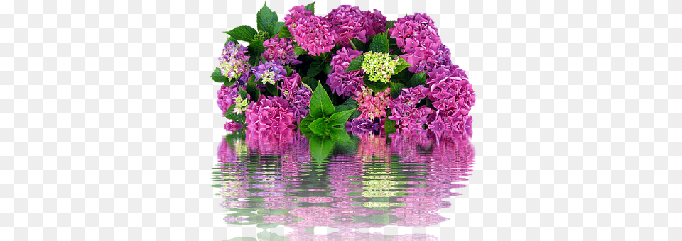 Hydrangeas Flower, Flower Arrangement, Flower Bouquet, Geranium Free Transparent Png
