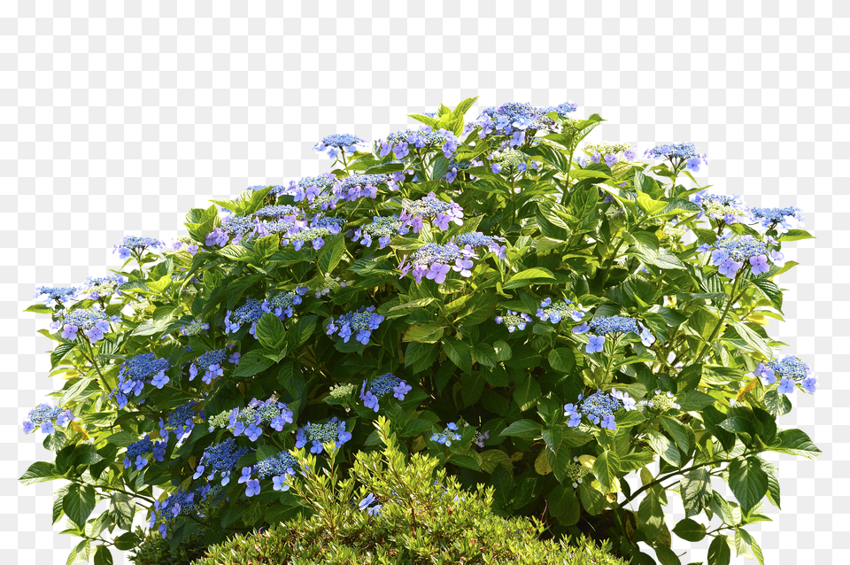 Hydrangeas Acanthaceae, Flower, Geranium, Plant Png Image