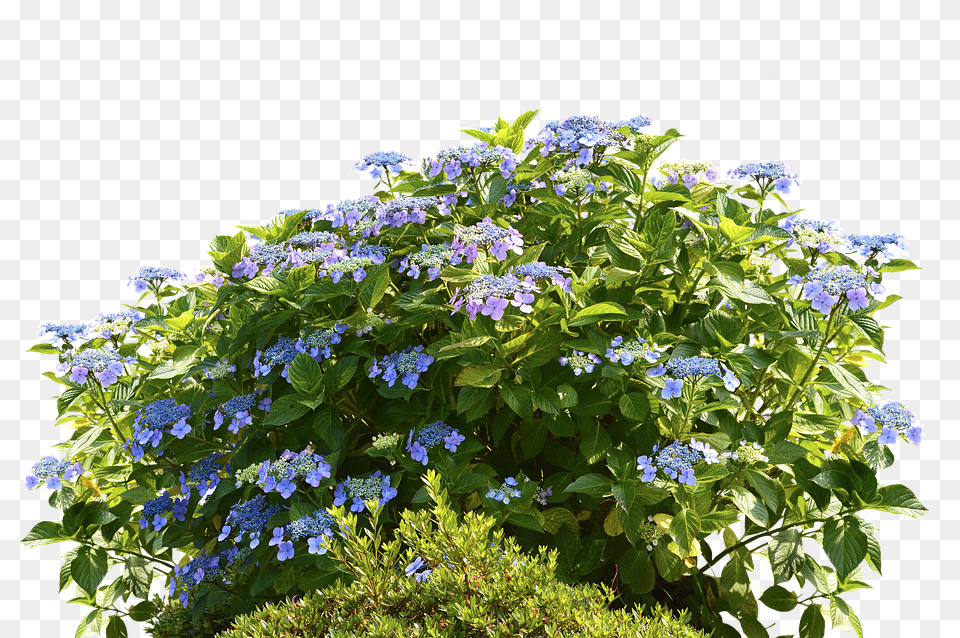 Hydrangeas Flower, Geranium, Plant, Acanthaceae Free Png Download