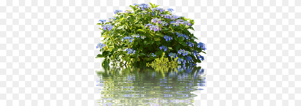 Hydrangeas Flower, Geranium, Plant, Flower Arrangement Free Png Download