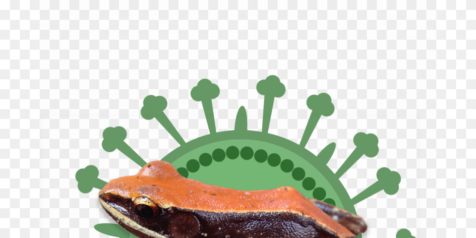 Hydrophylax Bahuvistaraa Frog Superimposed On A Green Eastern Spadefoot, Amphibian, Animal, Wildlife, Lizard Free Png Download