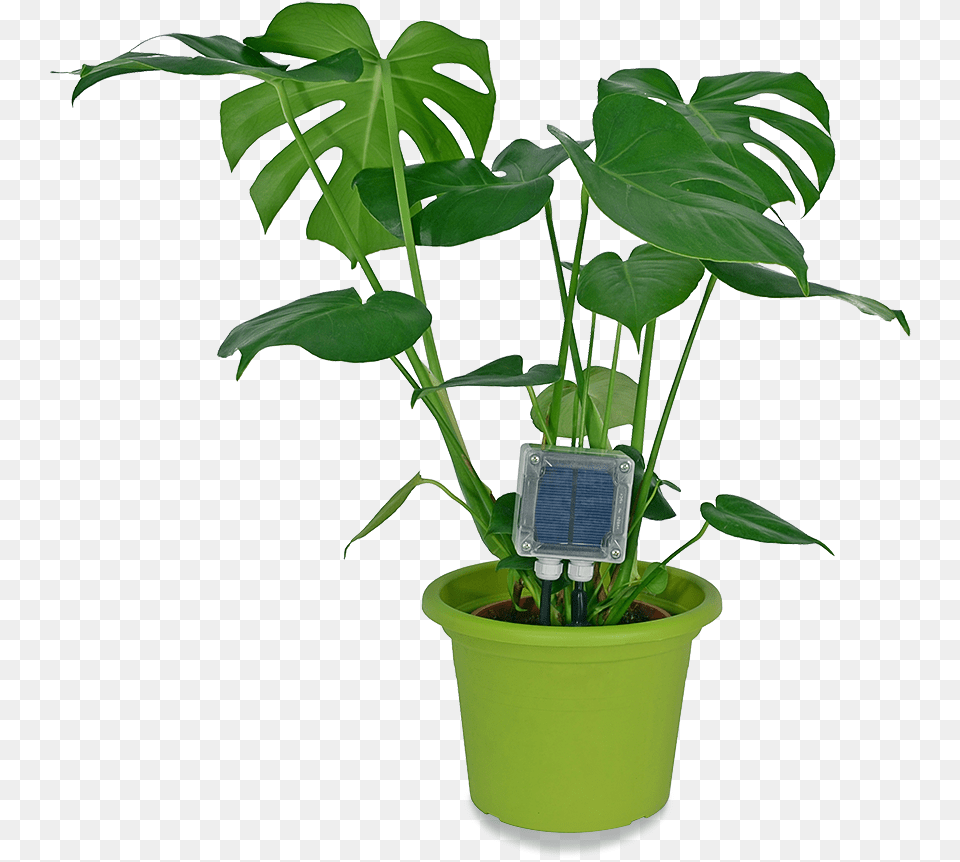 Hydroponics Indoor Plants, Leaf, Plant, Potted Plant, Flower Png Image