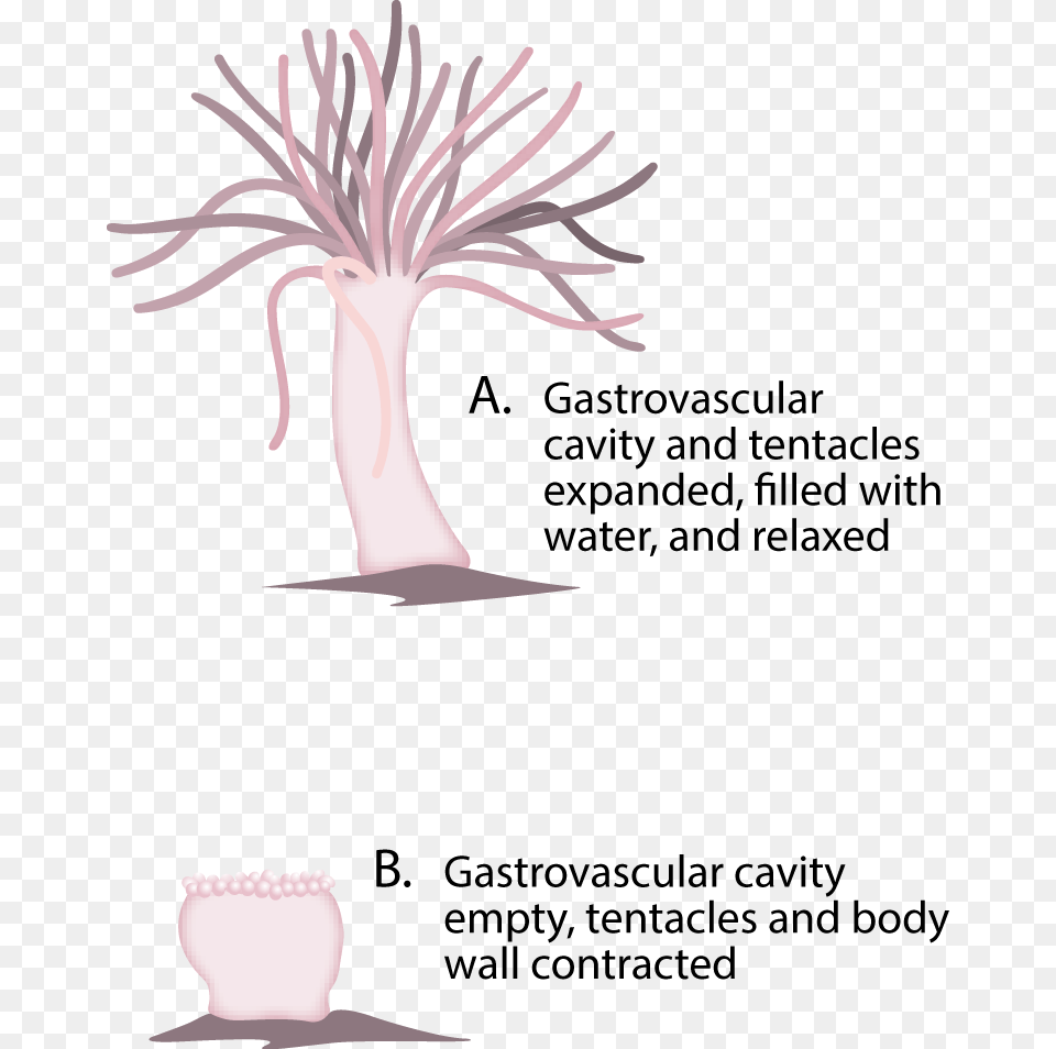 Hydrostatic Skeleton In Sea Anemone, Potted Plant, Plant, Baby, Person Free Png