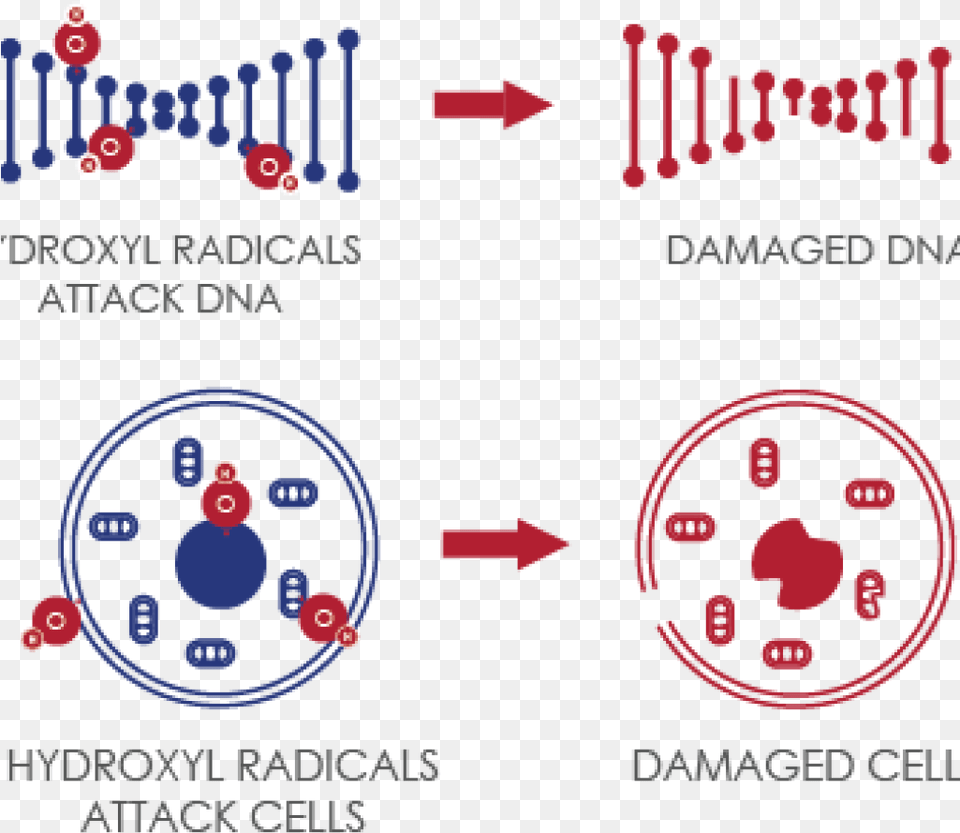 Hydroxyl Radical Damage To Dna Free Png Download