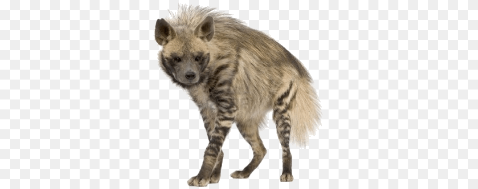 Hyena, Animal, Wildlife, Canine, Dog Png