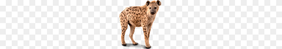 Hyena, Animal, Wildlife, Cheetah, Mammal Png