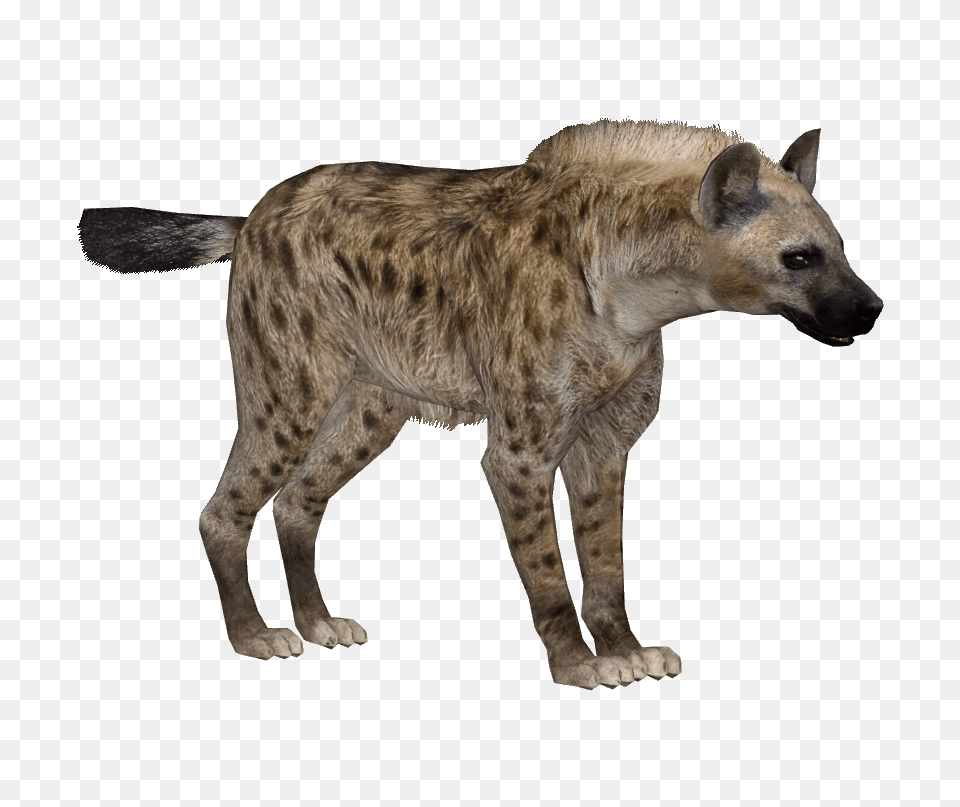 Hyena, Animal, Wildlife, Canine, Dog Free Png